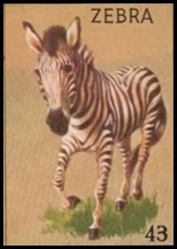 R15-2 43 Zebra.jpg